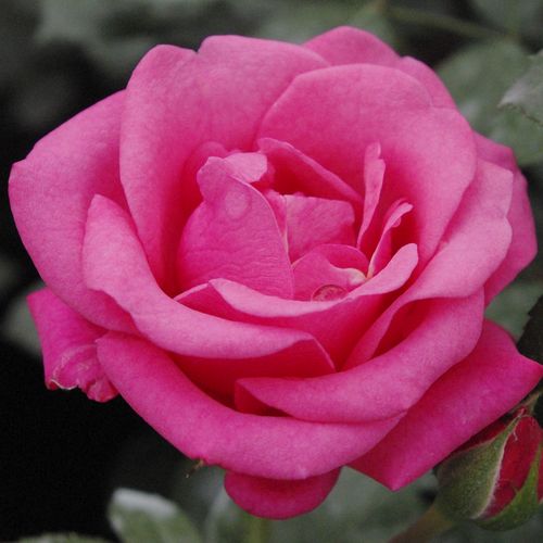 Rosa Tom Tom™ - rosa - floribundarosen